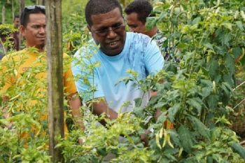 Dinas Pertanian: Pengendalian inflasi di Biak turunkan harga pangan lokal