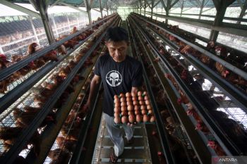 Mentan Amran tegaskan harga daging dan telur ayam harus sesuai HET