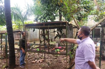 Polda Lampung ungkap peredaran satwa dilindungi