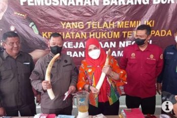 Kemarin, Kejari Bandarlampung musnahkan dua gading gajah