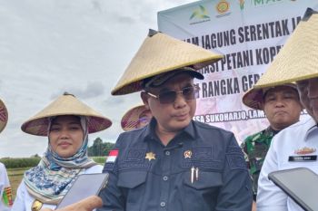 Kementan akan cari solusi penuhi kebutuhan pupuk petani ubi kayu