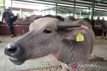 Ternak kambing di Kudus akan divaksinasi PMK