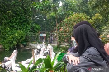 Sebanyak 76.881 wisatawan kunjungi Ragunan libur Natal