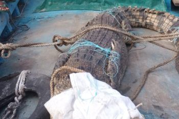 BBKSDA Riau: Buaya memangsa dua korban karena habitat terganggu