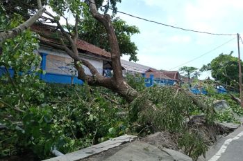 52 pohon tumbang di Mataram akibat cuaca ekstrem