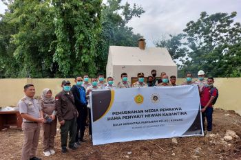 Karantina Pertanian musnahkan 115 kilogram daging cegah PMK