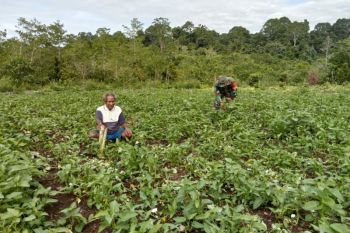Koramil Biak Timur bantu petani bersihkan gulma tanaman kangkung