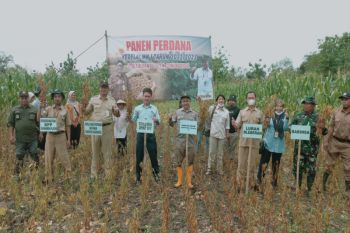 Poktan Bleberan Gunungkidul panen raya kedelai seluas 40 hektare