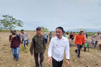 Pemkab Sigi  salurkan 50.000 bibit pohon buah untuk petani