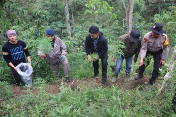 Polisi Rejang Lebong buru tersangka penanam ratusan batang ganja