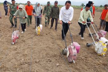 Dinas TPHP Sigi: Produksi gabah kering padi  capai 84.147 ton