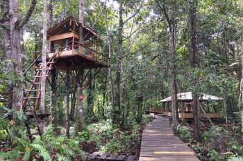 Walhi sebut perhutanan sosial di Jambi baru seluas 215 ribu hektare