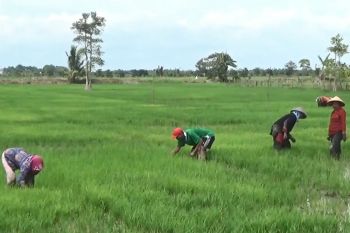 Petani berharap pemerintah bantu pemasaran hasil pertanian