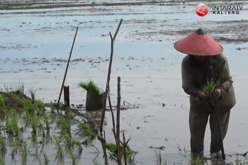 Tingkatkan produksi pangan melalui pembinaan petani