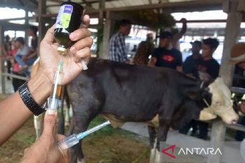 Ratusan ternak sapi di Biak sudah divaksinasi PMK