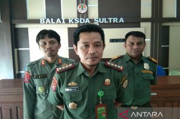 Tahun 2022, BKSDA Sultra melepasliarkan sembilan buaya muara