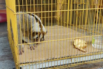 Petugas periksa kesehatan primata kukang setelah dievakuasi