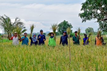 DKPP sebut program ketahanan pangan di Surabaya hasilkan padi 22,4 ton