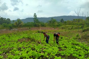 Koramil 1708-02/Biak Utara beri pendampingan bagi petani sayur sawi