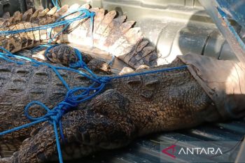 Aktivitas pariwisata di Pantai Legian Bali aman pascapenemuan buaya
