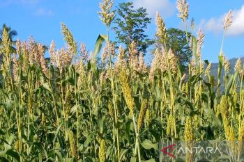 PB-HIPTI Sulawesi Tenggara fasilitasi penangkaran benih sorgum untuk petani