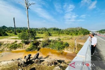 Jokowi tekankan pembangunan infrastruktur perhatikan satwa liar