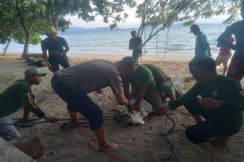 BKSDA Sulawesi Tenggara evakuasi buaya muara masuk perangkap ikan di Konsel