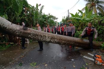 Hendak berangkat ke pasar, seorang ibu tewas tertimpa pohon di Lombok Barat