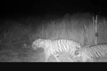 Harimau teror warga, Legislator Riau: Habitat mereka sudah rusak