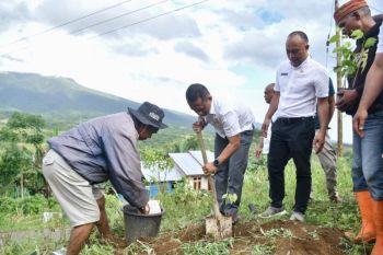 Pemkab Manggarai tanam 2.000 pohon di kawasan lahan kritis
