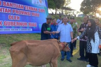 Pemprov Riau serahkan 1.883 sapi untuk 10 daerah