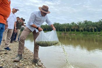 Tingkatkan kelestarian sungai, PTPN V kembali sebar ratusan ribu benih ikan