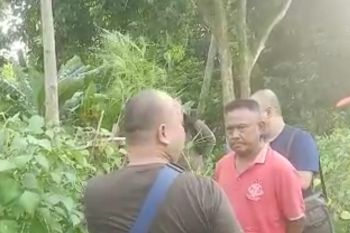 Polda ungkap keberadaan ladang ganja di Lampung Selatan