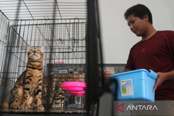 Peternak kucing bengal di Malang