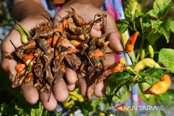 Cabai Rusak Akibat Hama Patek di Madiun