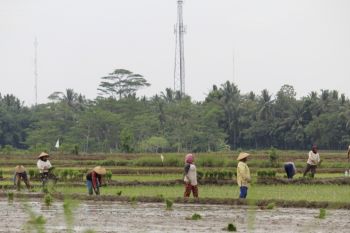 Pemprov Lampung dorong pertanian hemat air
