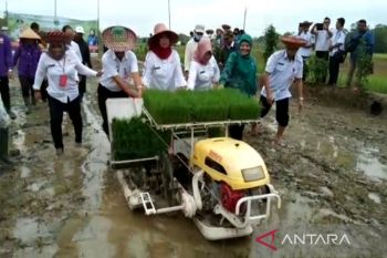 Pemkab Barsel tanam perdana padi biofortifikasi untuk bantu tekan stunting