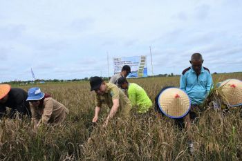Bupati: Program food estate di Kapuas berjalan sukses dan berhasil