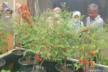Pemprov Sumsel mendorong masyarakat manfaatkan lahan tidak produktif