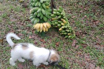 Sepanjang 2022 di Bandarlampung, 600 ekor hewan penular rabies divaksinasi