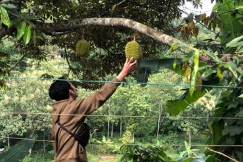 Jadi ikon, warga Plangkrongan Magetan kenalkan durian varietas "Saman"