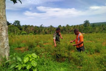 Koramil 1708-02/BU laksanakan komsos bersama petani cabai