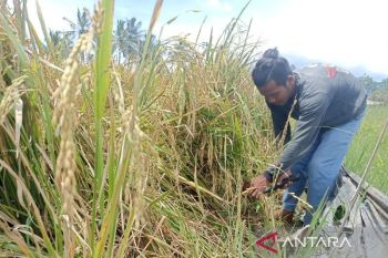 Stok pupuk bersubsidi untuk wilayah Jawa Barat, DKI dan Banten mencukupi