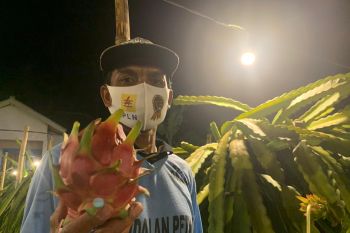 Penggunaan listrik sektor pertanian di NTB semakin naik