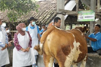 Sleman meluncurkan vaksinasi perdana LSD untuk hewan ternak