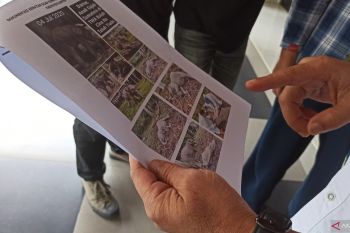 Mengenal virus EEHV yang jadi penyebab kematian anak gajah di Kampar