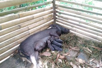 Karantina Ende imbau warga antisipasi penyebaran ASF