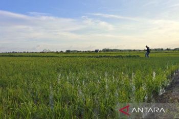 CIPS menilai adopsi kebijakan intensifikasi pertanian berkelanjutan semakin mendesak
