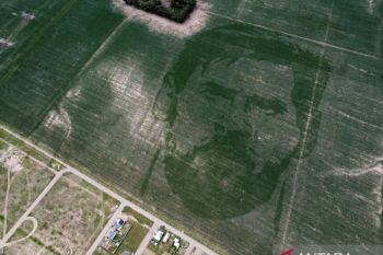Messi tumbuh abadi di ladang jagung di Argentina