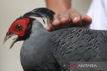 Budi daya ayam pegar emas